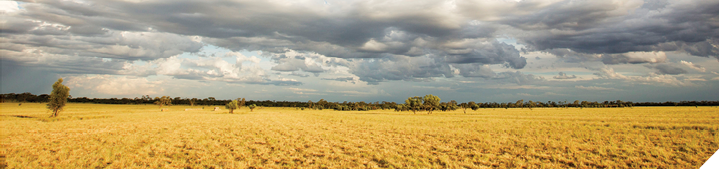 Calculate your cost of production per kg of meat or wool