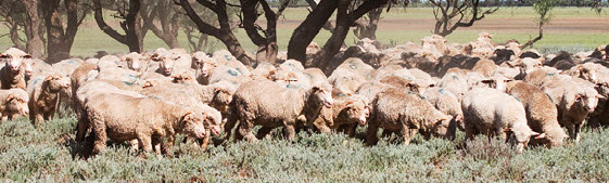 MLA cost of production calculator for lamb enterprises