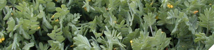 Establish new pastures