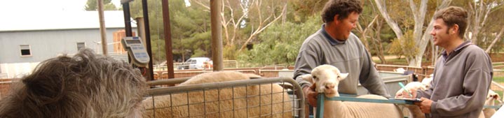 Maintain your sheep in appropriate body condition