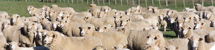 Adopt on-farm biosecurity measures