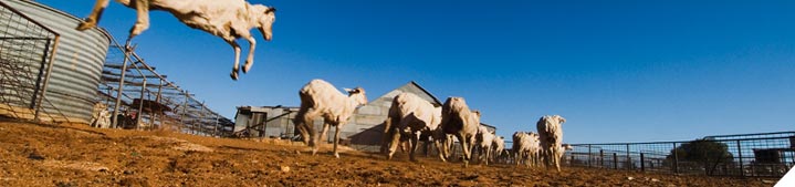 Meet all animal wellbeing requirements