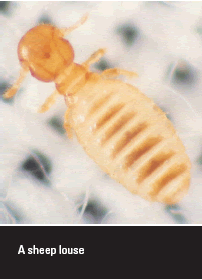 Sheep Lice