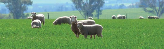 Healthy and Contented Sheep