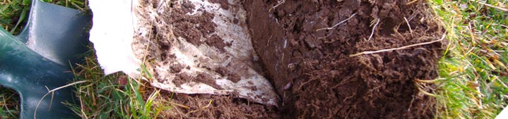 Maintain groundcover to protect your soil and keep the soil bugs healthy