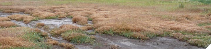 Implement solutions for problem soils