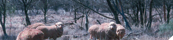 Quantify risks and develop a risk management plan