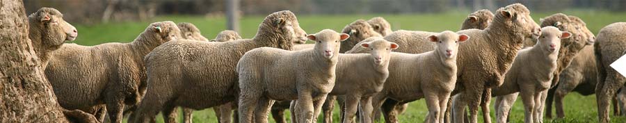 Making More from Sheep