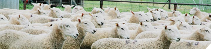 Manage the production system to meet market specifications