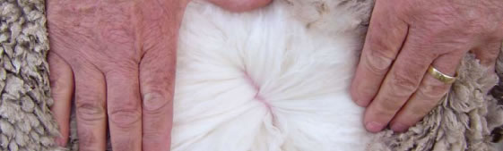 Market Focussed Wool Production