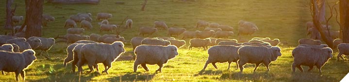 Measure, manage and monitor your progress towards the vision for your grazing enterp