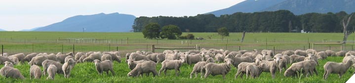 Know your animal demand