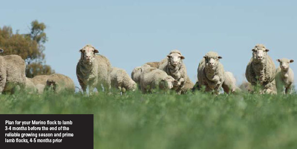 Plan for your Merino flock