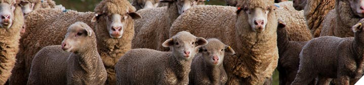 Prepare your ewes for next joining