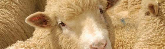 Market Focuess Wool Production